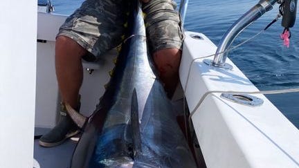 Outdoors: Tuna harvest is now at its height
