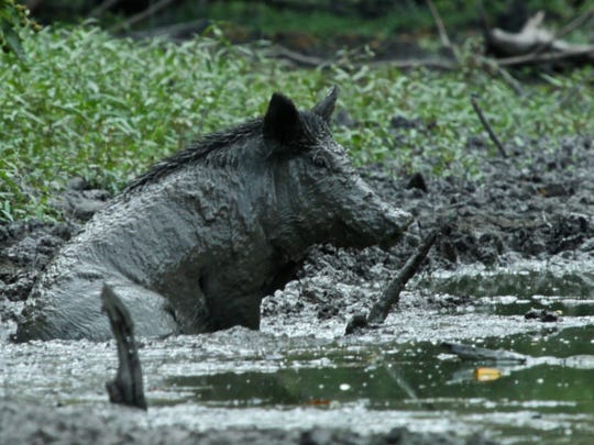 Wild pig