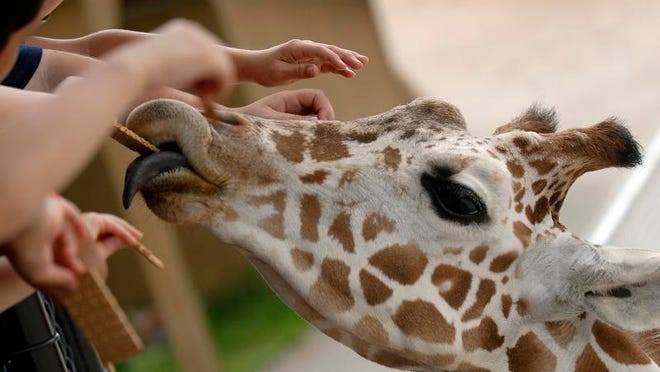 The giraffe exhibit will be open when the NEW Zoo reopens Wednesday in Suamico, but visitors will have to wait to be able to feed them.