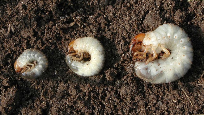 White grubs look alike. The species, from left to right, Japanese beetle, European chafer and June bug grubs.