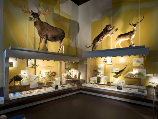 Displays at the Virginia Museum of Natural History