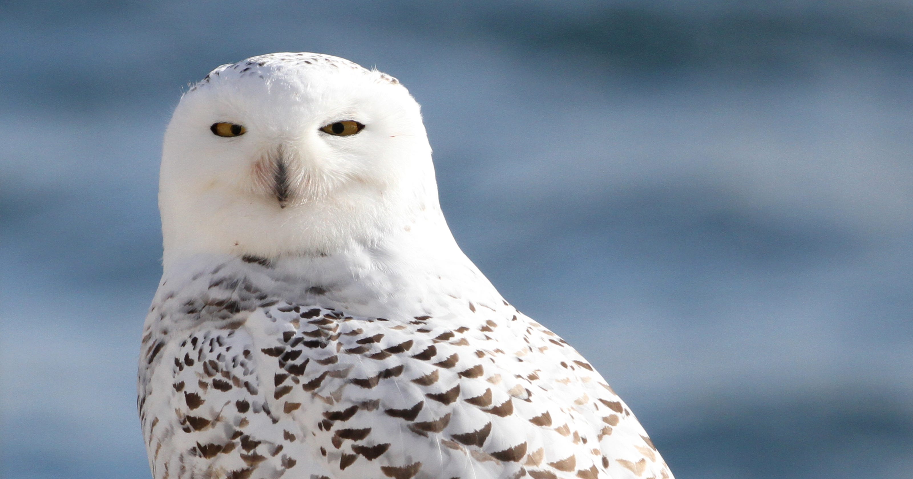The annual fall migration of snowy owls is underway in Wisconsin