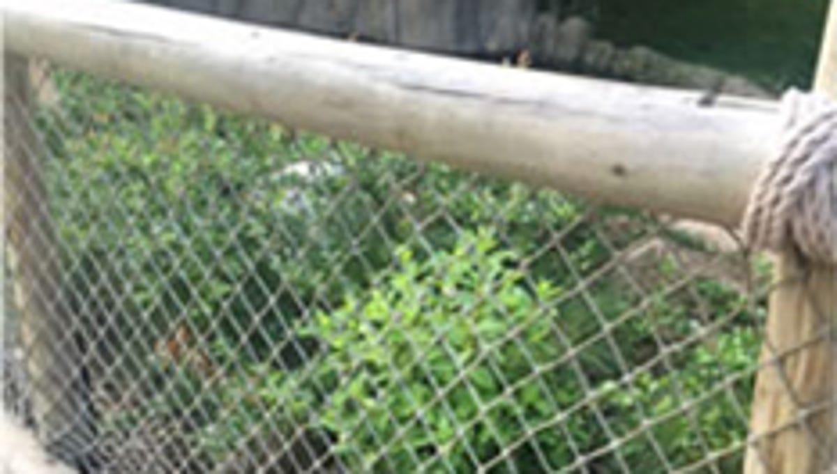 Cincinnati Zoo Gorilla Exhibit To Reopen Tuesday