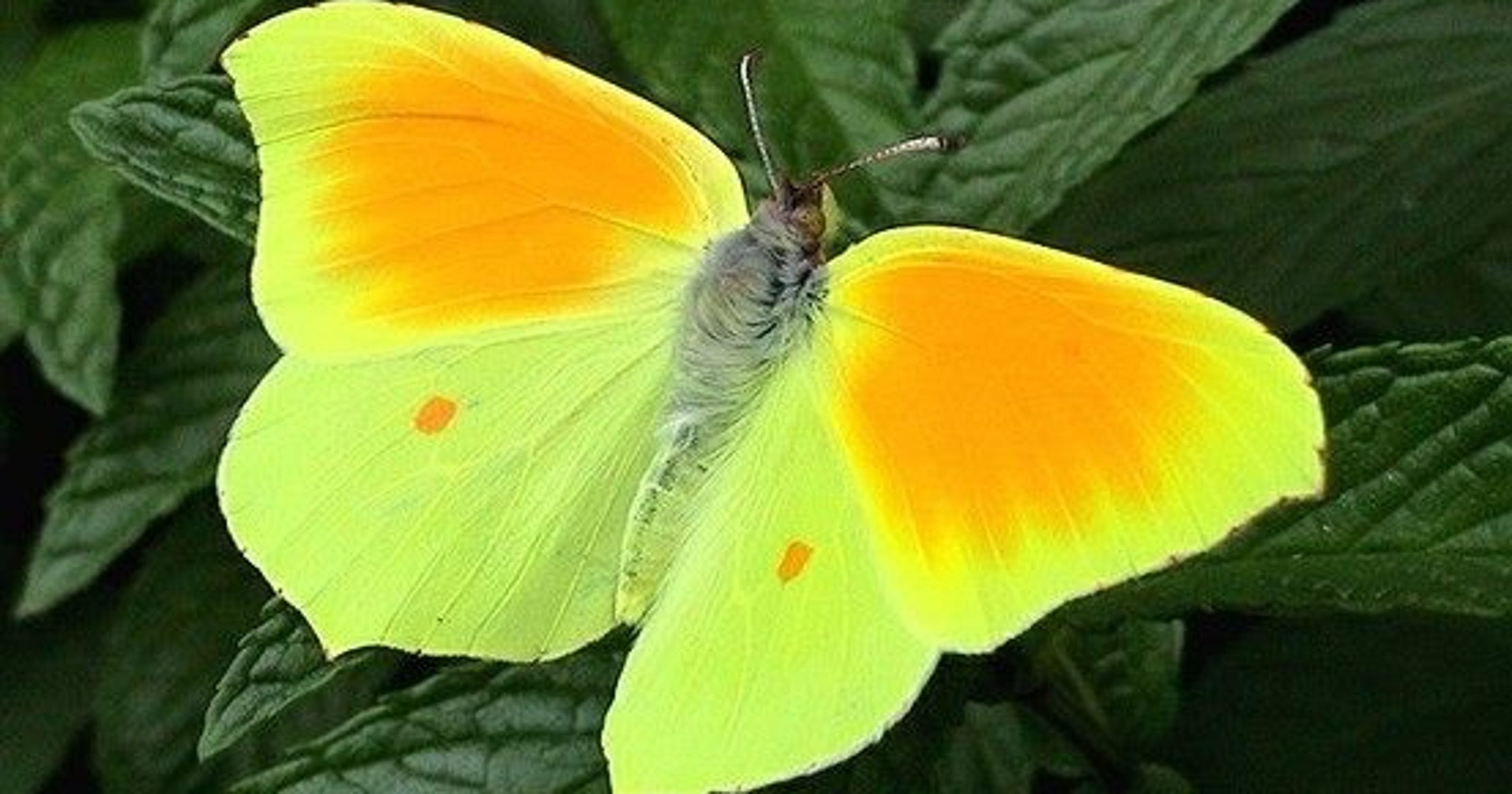 Sulphur butterflies add color to southern Florida yards and gardens