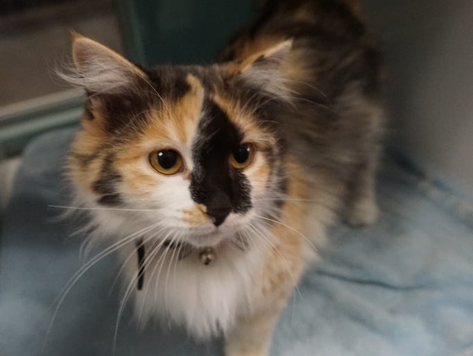 Cinder is a stunning calico with unique markings. She
