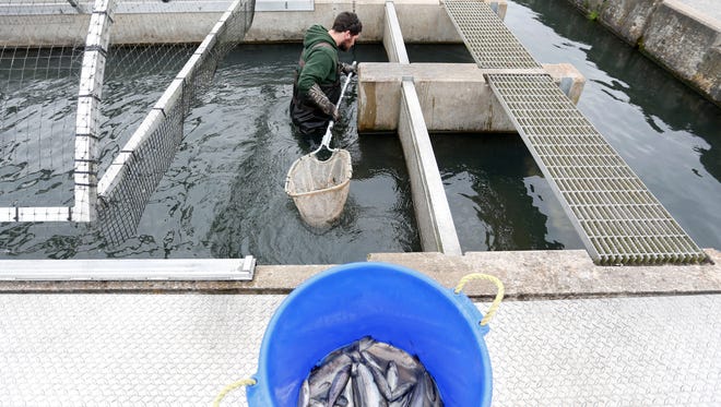 Ryan Little, a resources assistant with the Missouri Department of Conservation, uses a net to remove dead fish from a raceway at the Shepherd of the Hills Hatchery on Wednesday, Nov. 18, 2015. Foul-smelling water flowing out of Table Rock Lake dam has triggered a large kill of brown and rainbow trout at the hatchery. 