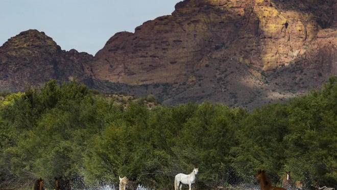 July 19, 2015 - There are dozens of wild horses which live along the Salt and Verde Rivers northeast of Mesa. This location is at the Coon Bluff Recreation area which is one of several recreation sites along the lower Salt River. Tonto Forest officials have announced a plan to remove the horses from their environment. Red Mountain is in the background across the Salt River.