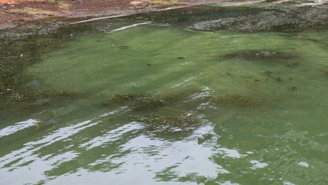 In September, the New Jersey DEP detected the presence of an algae-type bacteria in the Manasquan Reservoir. They have advised not to eat fish from the reservoir or allow pets to drink the water.