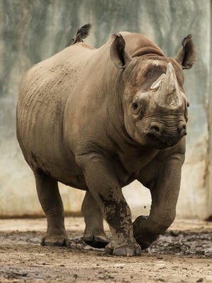 Jello the rhino died Monday.
