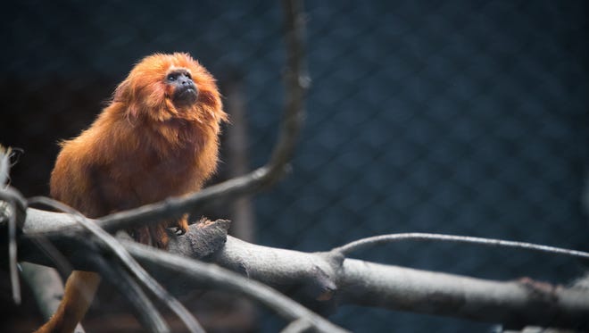 A golden lion tamarin at the Brandywine Zoo. Delaware's only zoo will be holding a master plan open house on June 14 as it discusses an eight-year expansion plan of the zoo.