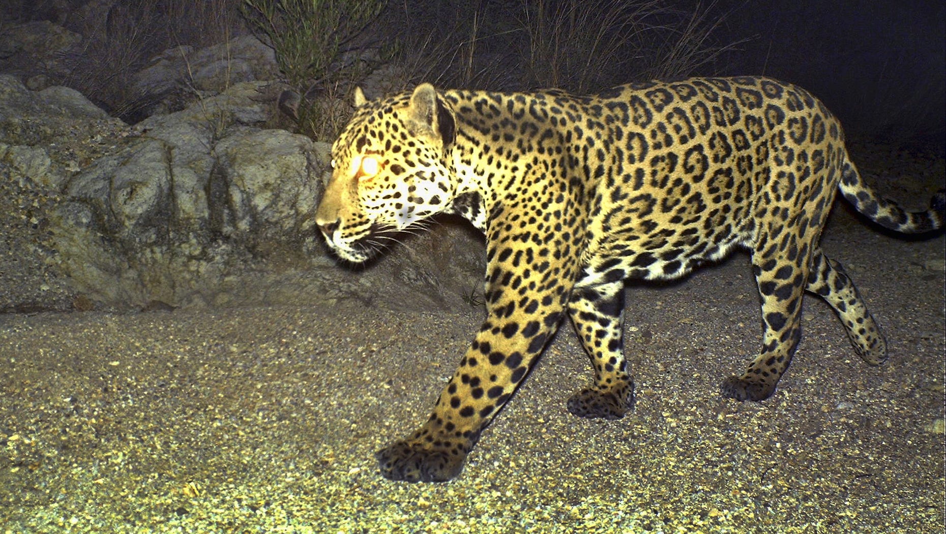 How a border wall could drive the jaguar extinct in America