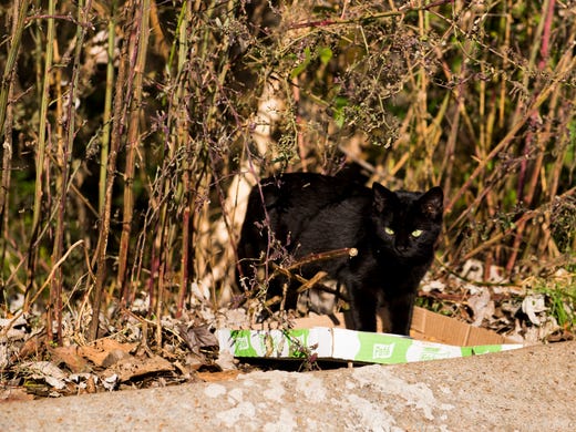 How to stop feral cat colonies without killing hundreds of ...