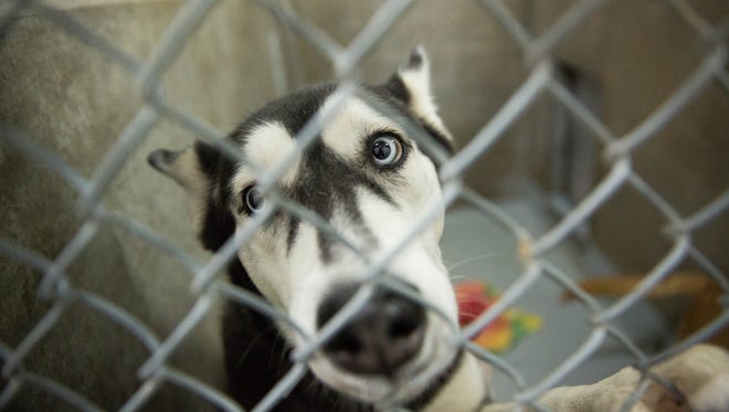 A husky looks out of its enclosure at the Animal Service Center of the Mesilla Valley.Thursday, Sept. 21, 2017.