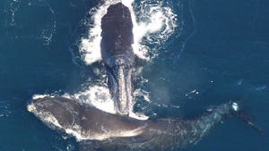 North Atlantic right whales (Source: NOAA Fisheries)