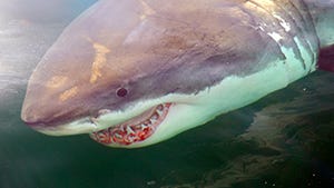 A large great white shark off Massachusetts