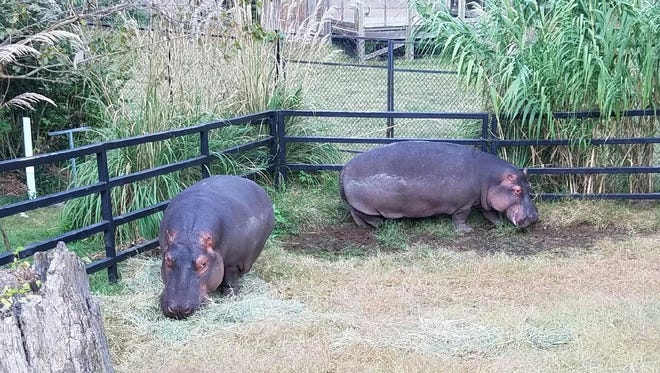 Hippo themed food drive at Dickerson Park Zoo will benefit Ozark Food Harvest Hippo themed food drive at Dickerson Park Zoo will benefit Ozark Food Harvest