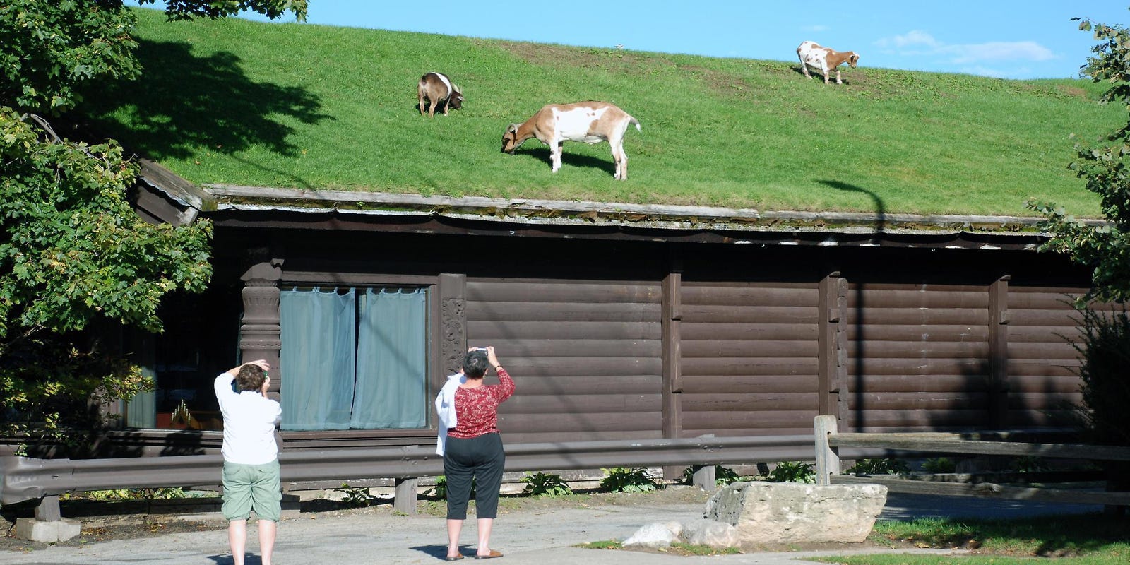 Weekend Getaway Al Johnson S Swedish Pancakes Goats A