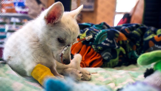Husky Puppy Making Remarkable Recovery After Abuse