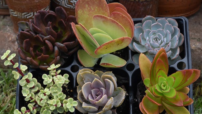 Succulents, plants with soft, juicy leaves and stems, are good choices for low-water-use gardening.