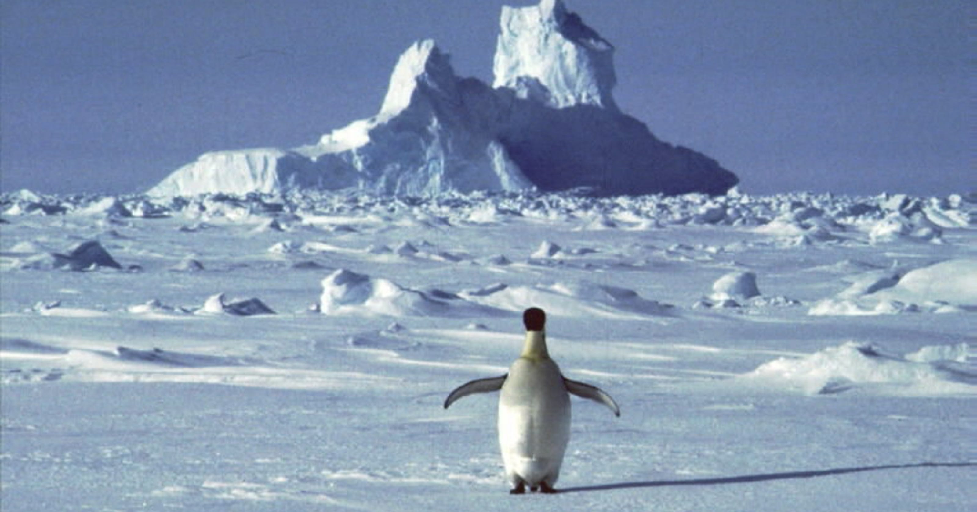 150k Penguins Dead As Colossal Iceberg Dooms Rest Of Colony