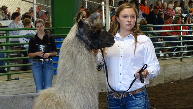 Elizabeth Porteus looks on as MacKenzie Huff shows a llama Wednesday during the Showman of Showmen event at the Coshocton County Fair. The winners of the showmanship classes at the junior fair competed for best overall by showing 10 species.