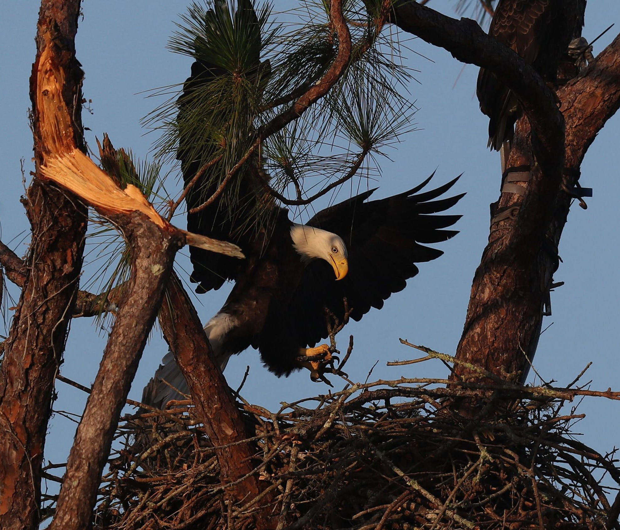 Harriet and M15 were seen Sept. 22, 2017, bringing nesting material to the nest. The first eaglet hatched Tuesday, Dec. 26, 2017.