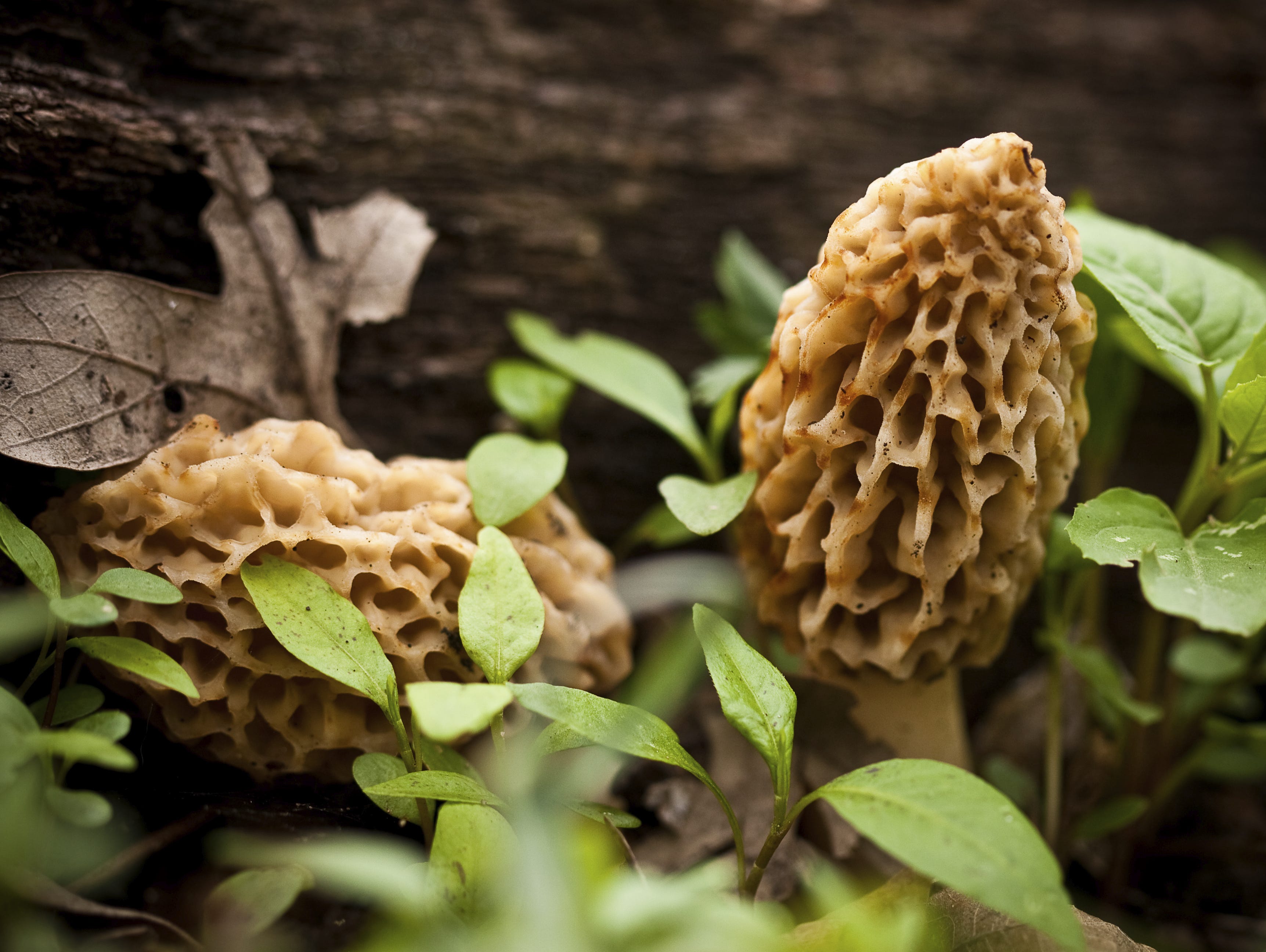 Morel Mushroom Growth Chart