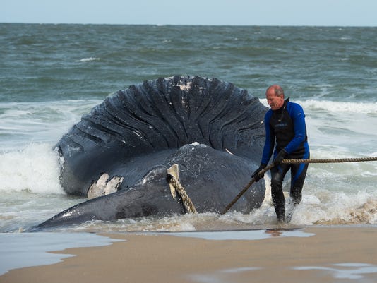 Fifth Humpback Whale Washes As In Delaware