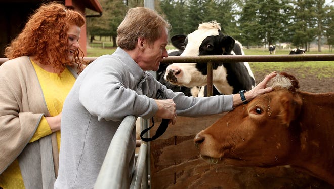 Don Sims pets one of the cows after his wife Tami surprised him with a trip to Blackjack Valley Farm in Port Orchard  on Tuesday, Feb. 13, 2018.