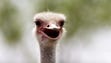 The Ostriches are ready to race during the 28th Annual