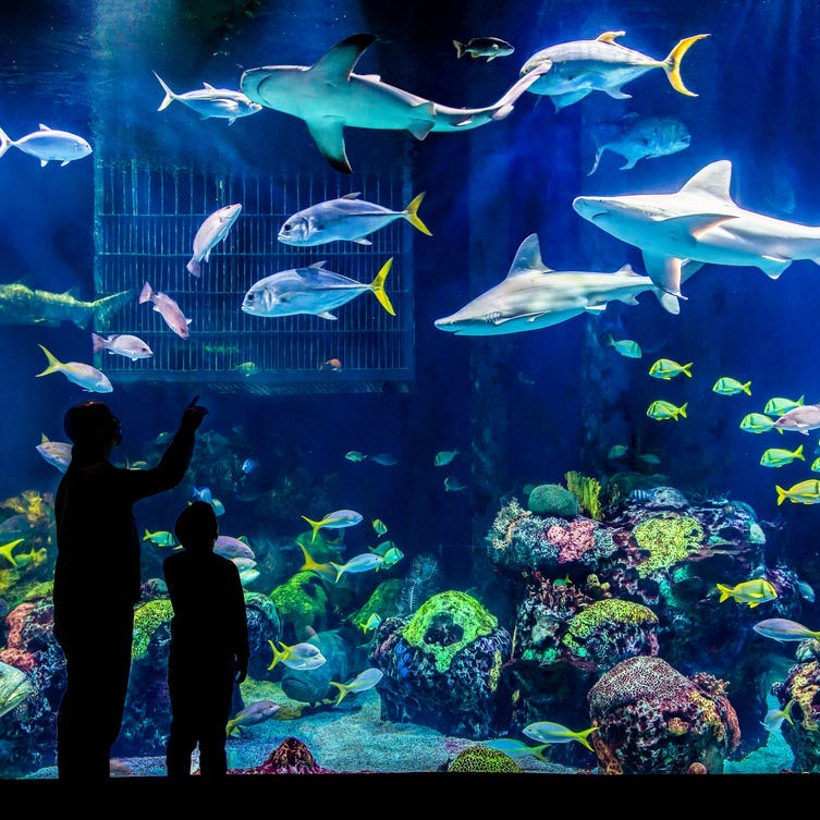 Wonders of Wildlife National Museum & Aquarium wins Best Aquarium for fourth year in a row