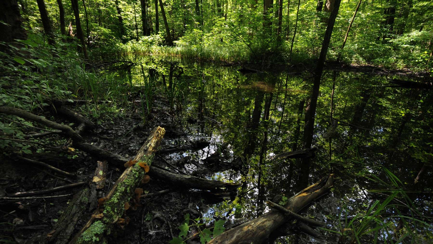 Ohio once had a huge swamp? Bestselling author explores it