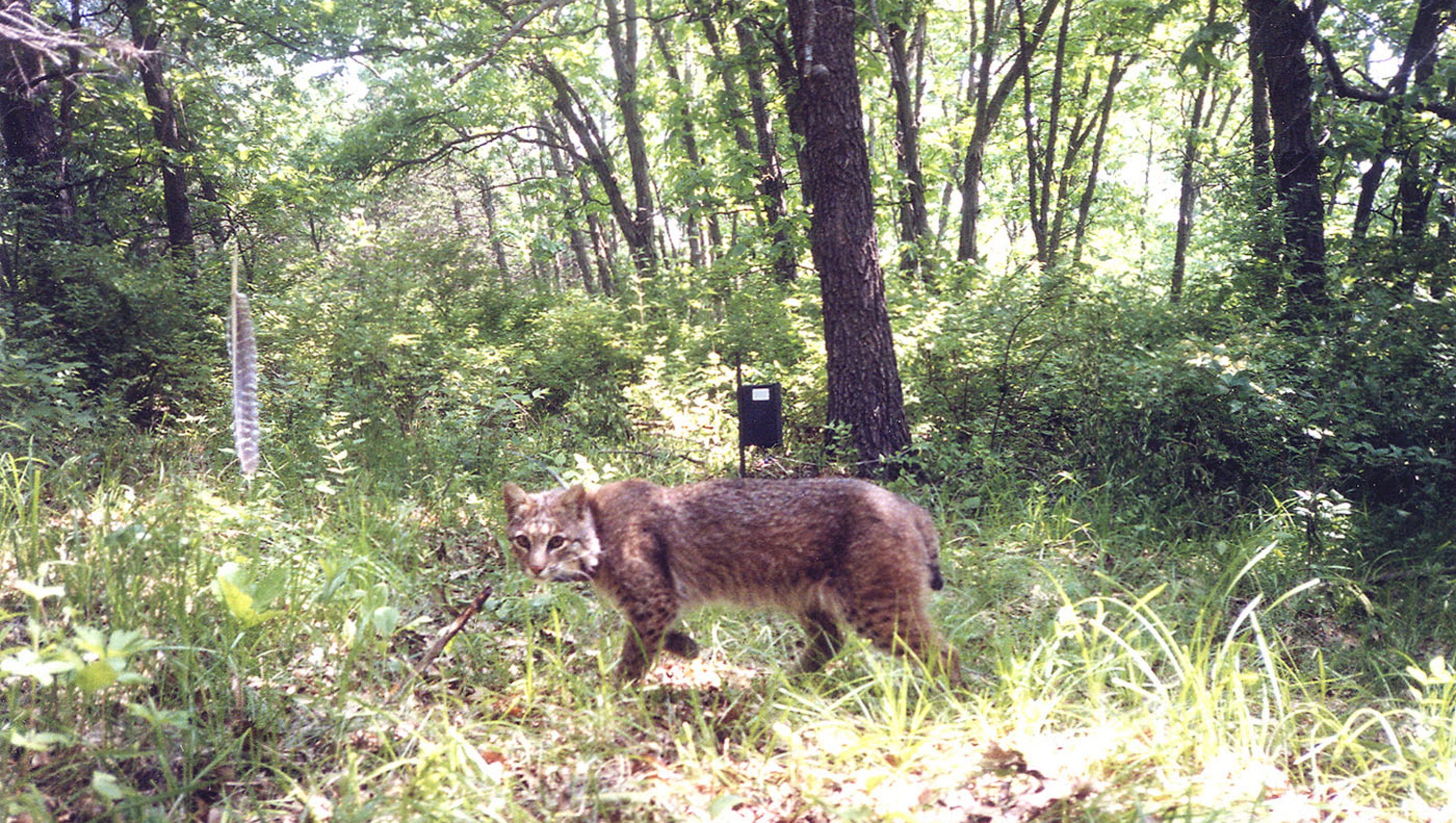 Bobcat That Attacked Couple In New York State Had Rabies Bobcat That Attacked Couple In New York State Had Rabies