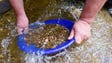 Heavier minerals like gold and black sand fall toward