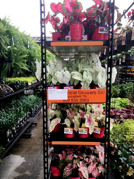 Best plants for your porch and patio that you (almost) can ...