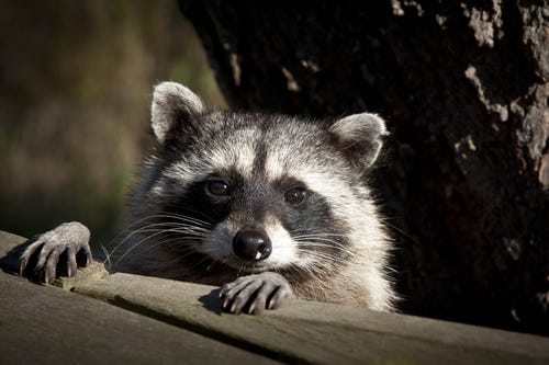 racoon face