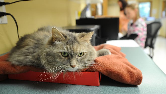 Doctors at Oak View Veterinary Hospital saved her life when she was hit by a car on Halloween in 2007, and Moonie hasn't left since. The cat lost her tail but gained an entire staff as the clinic's official live-in mascot.