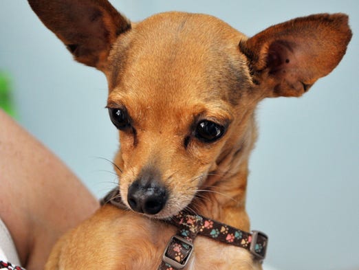 Business Spotlight Doggy D Tails