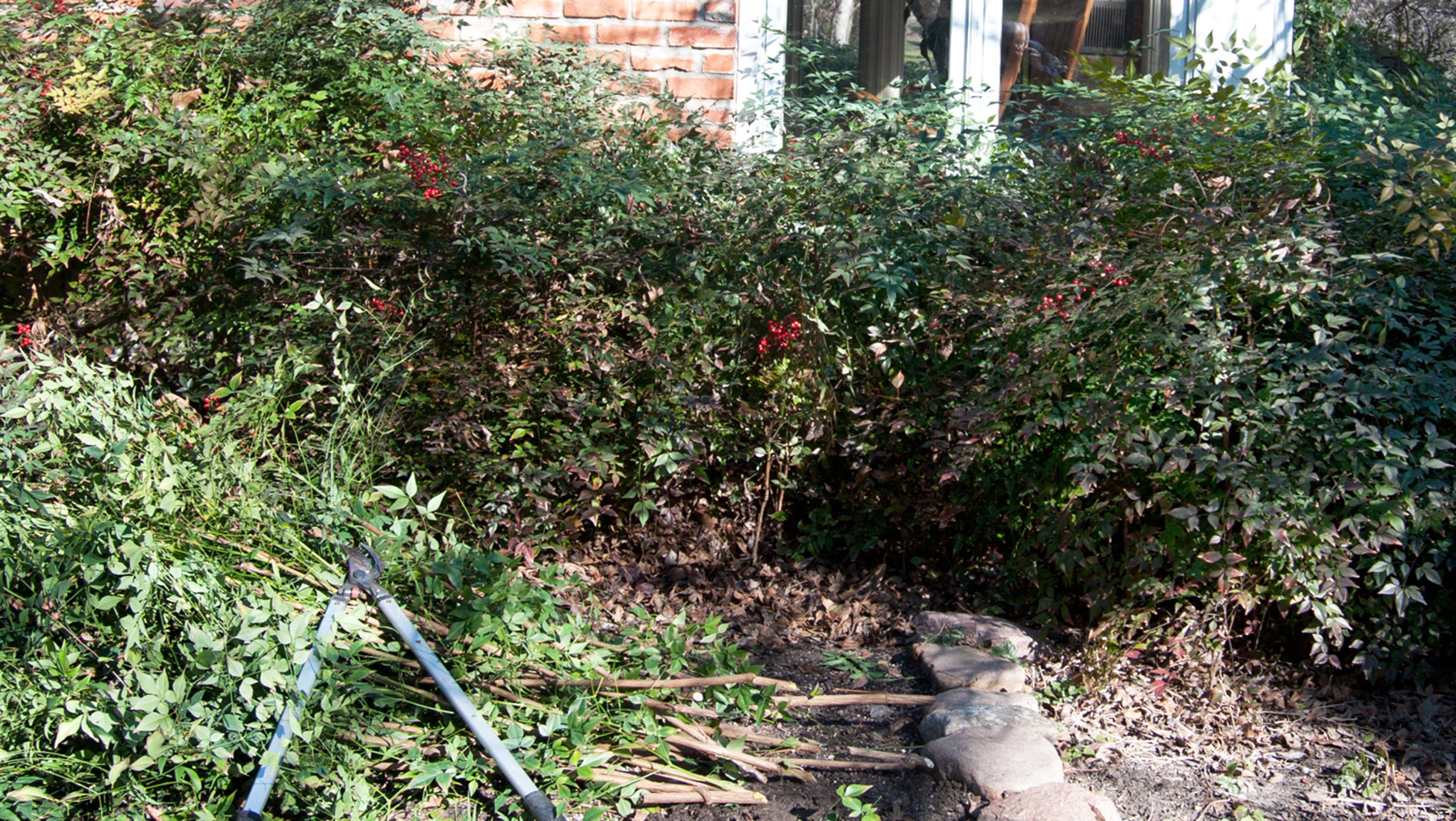 Trimming nandinas requires an odd pruning technique