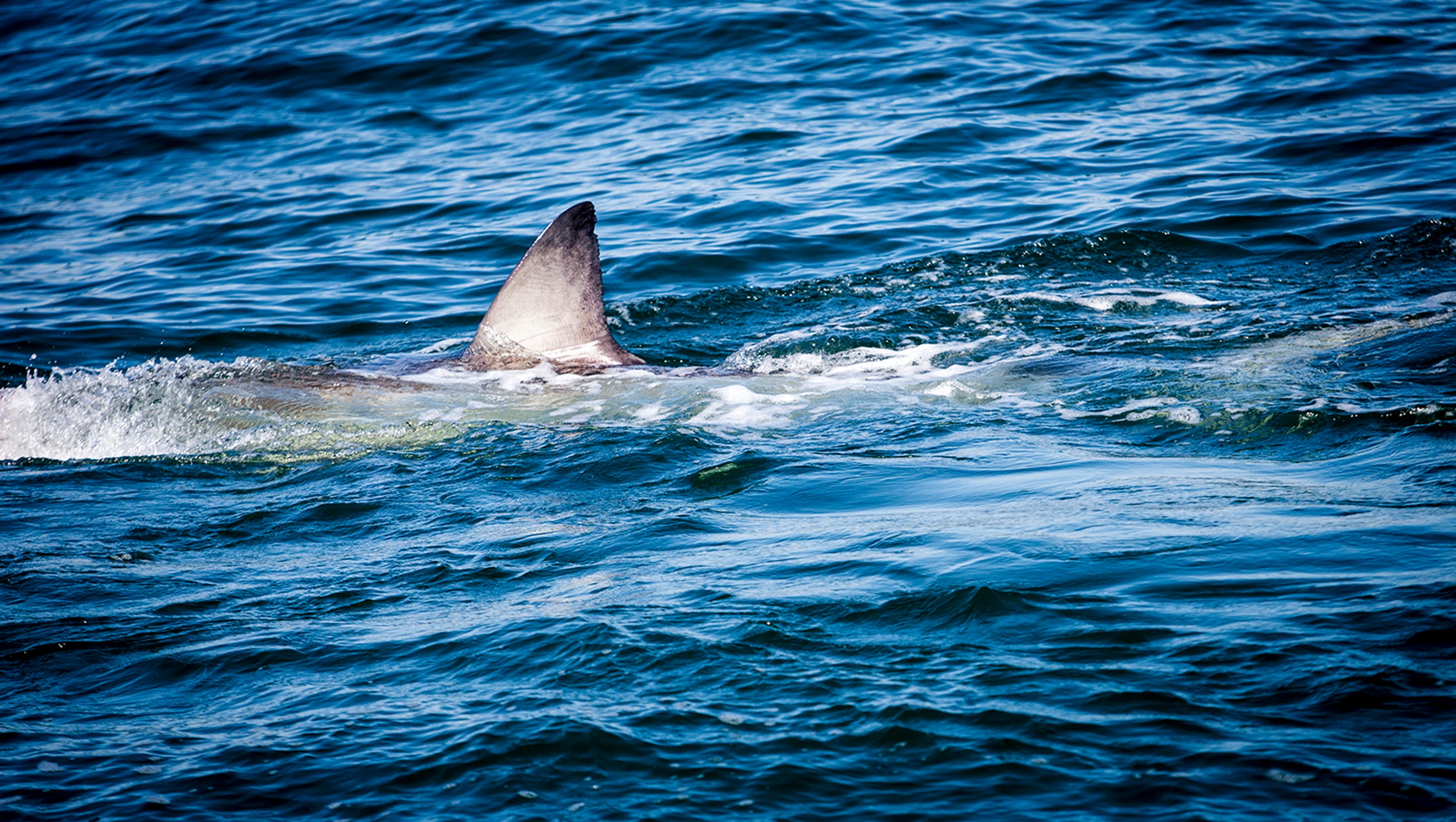 Great White Shark Hilton Pings Off Sebastian Vero Beach
