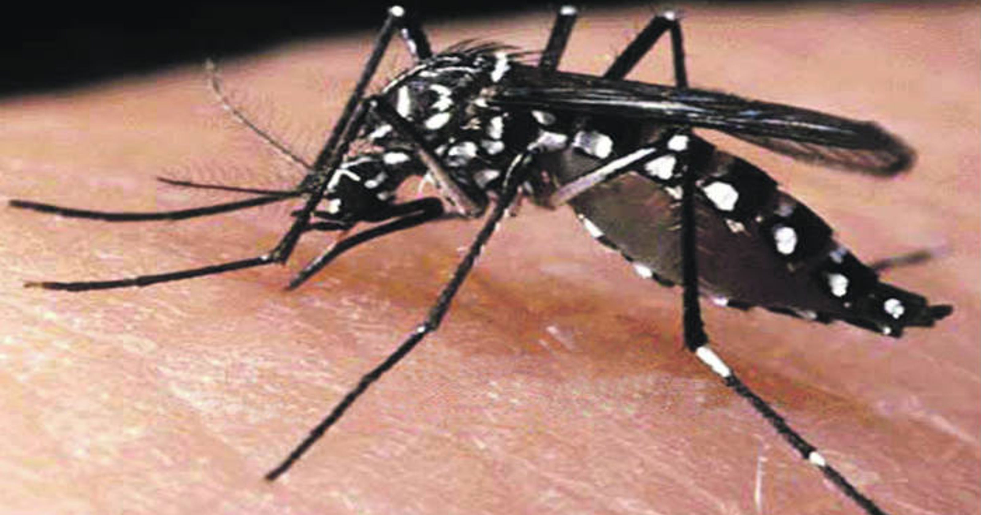 Mosquitoes a harmful bite