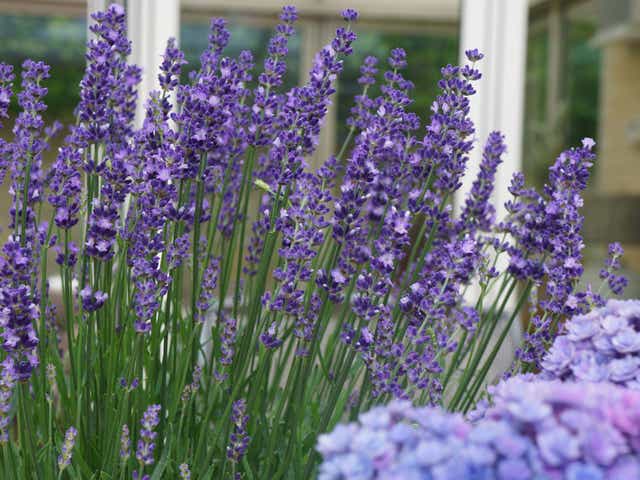 Lavender The Loveliest Of Herbs