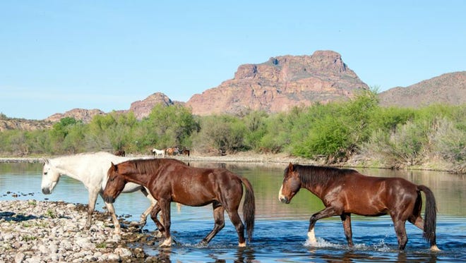 Wild horses on the Salt River.