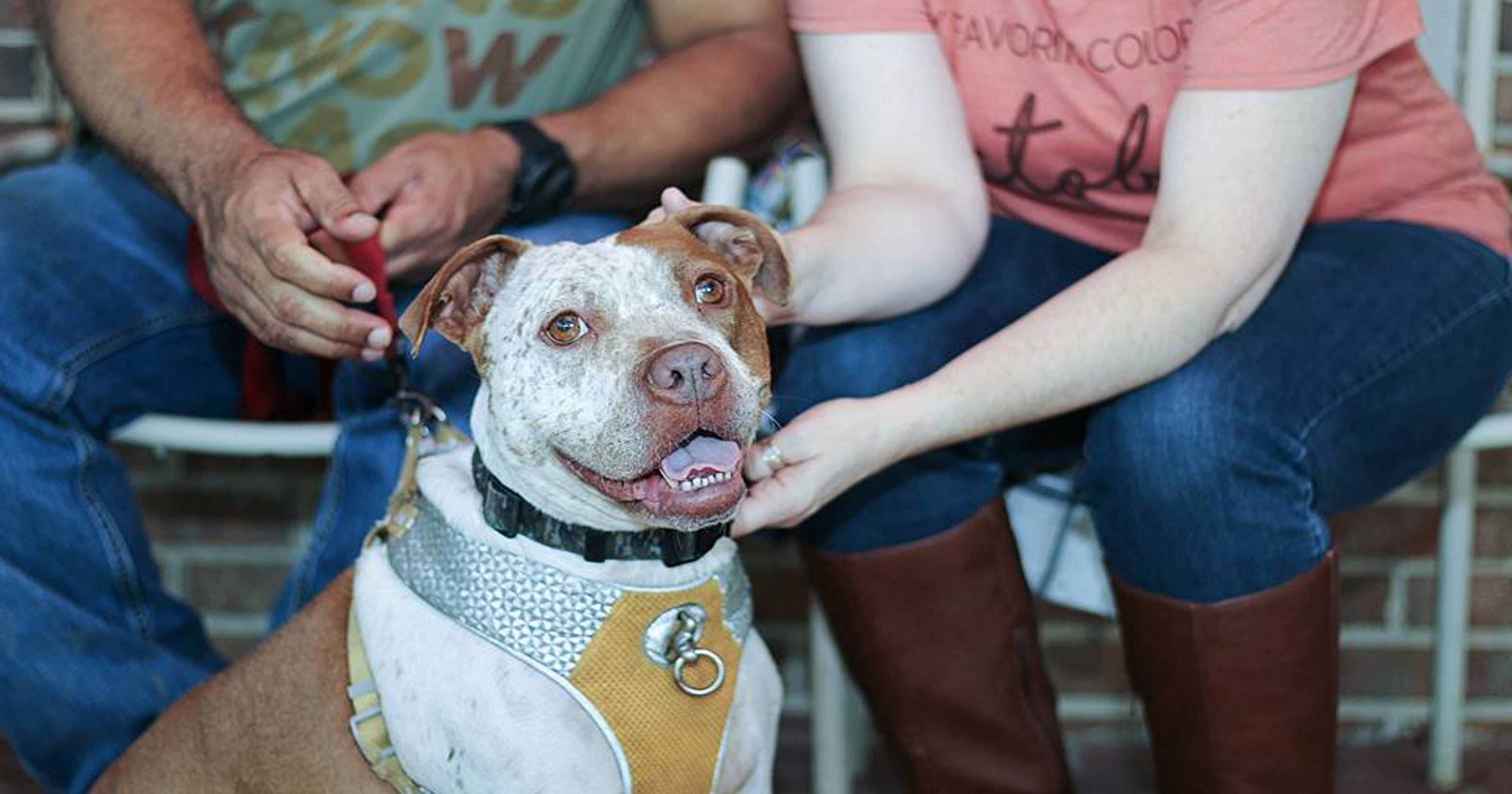 Longest tenured Pensacola Humane Society resident 'Spott' adopted