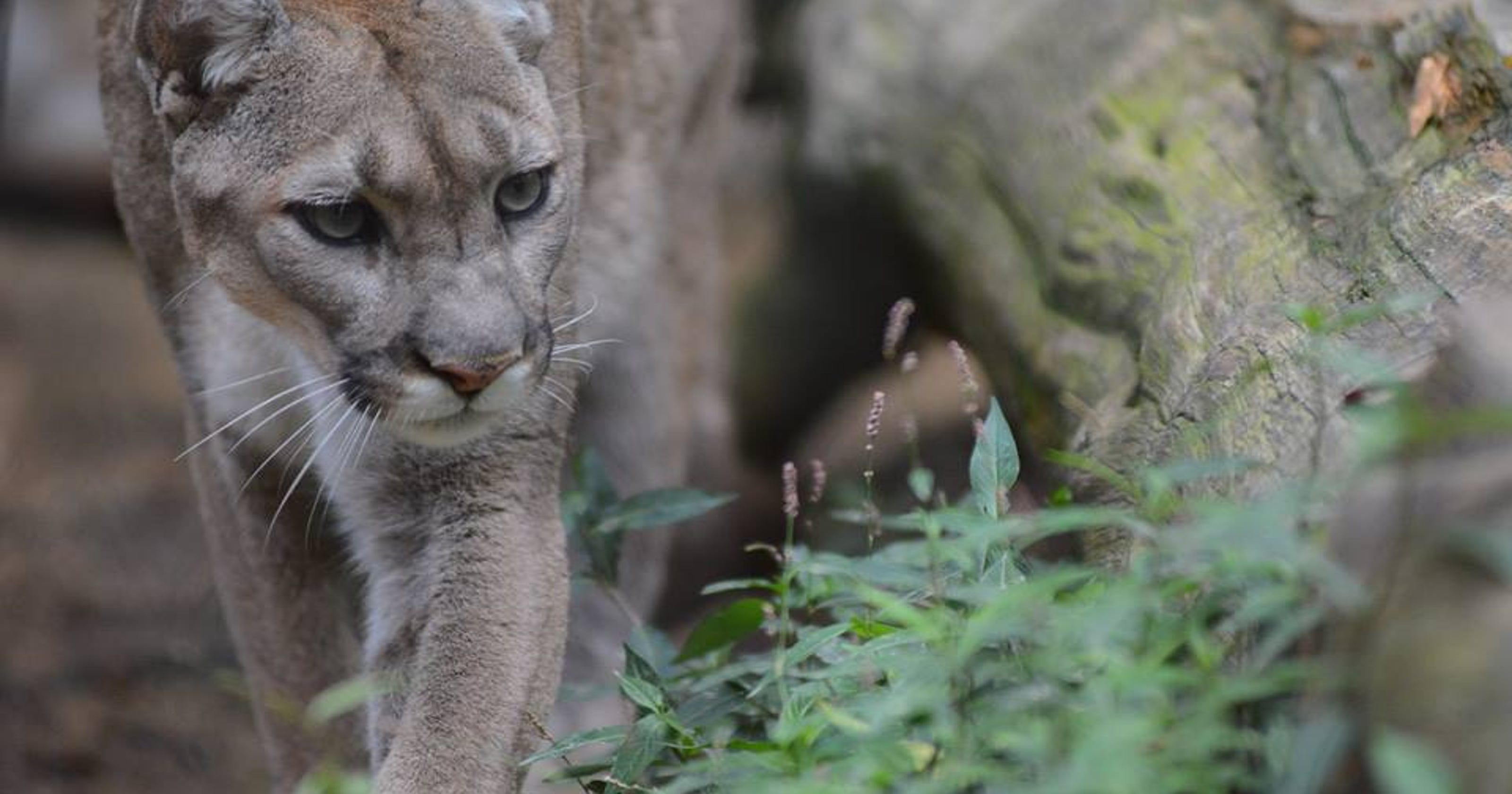 Jackson Zoo Is Marked For A Move To New Location In
