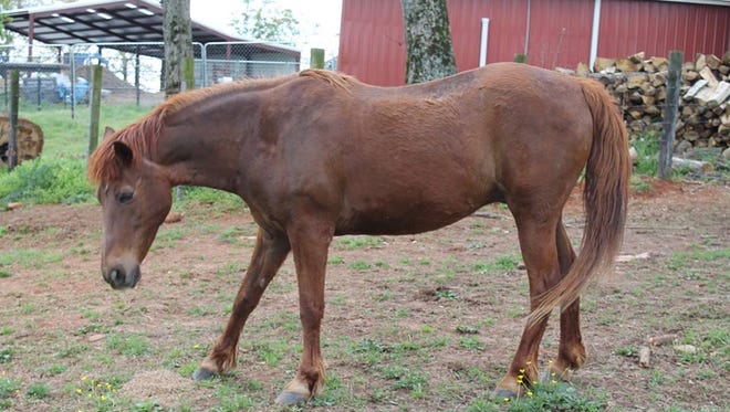 Buzz is one of the horses to be offered for sale at a public auction Saturday, May 5.