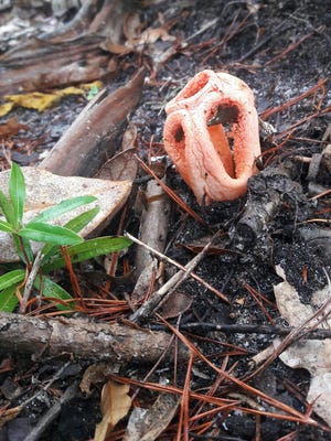 A red stinkhorn fungus grows on the edge of a yard.