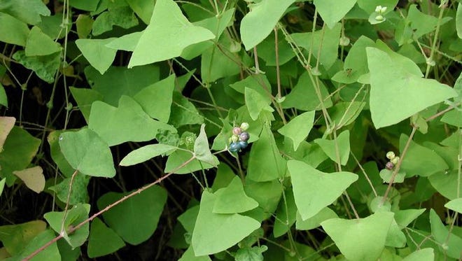 Indiana Native Plant Society Mile-A-Minute Vine, An Invasive Species ...