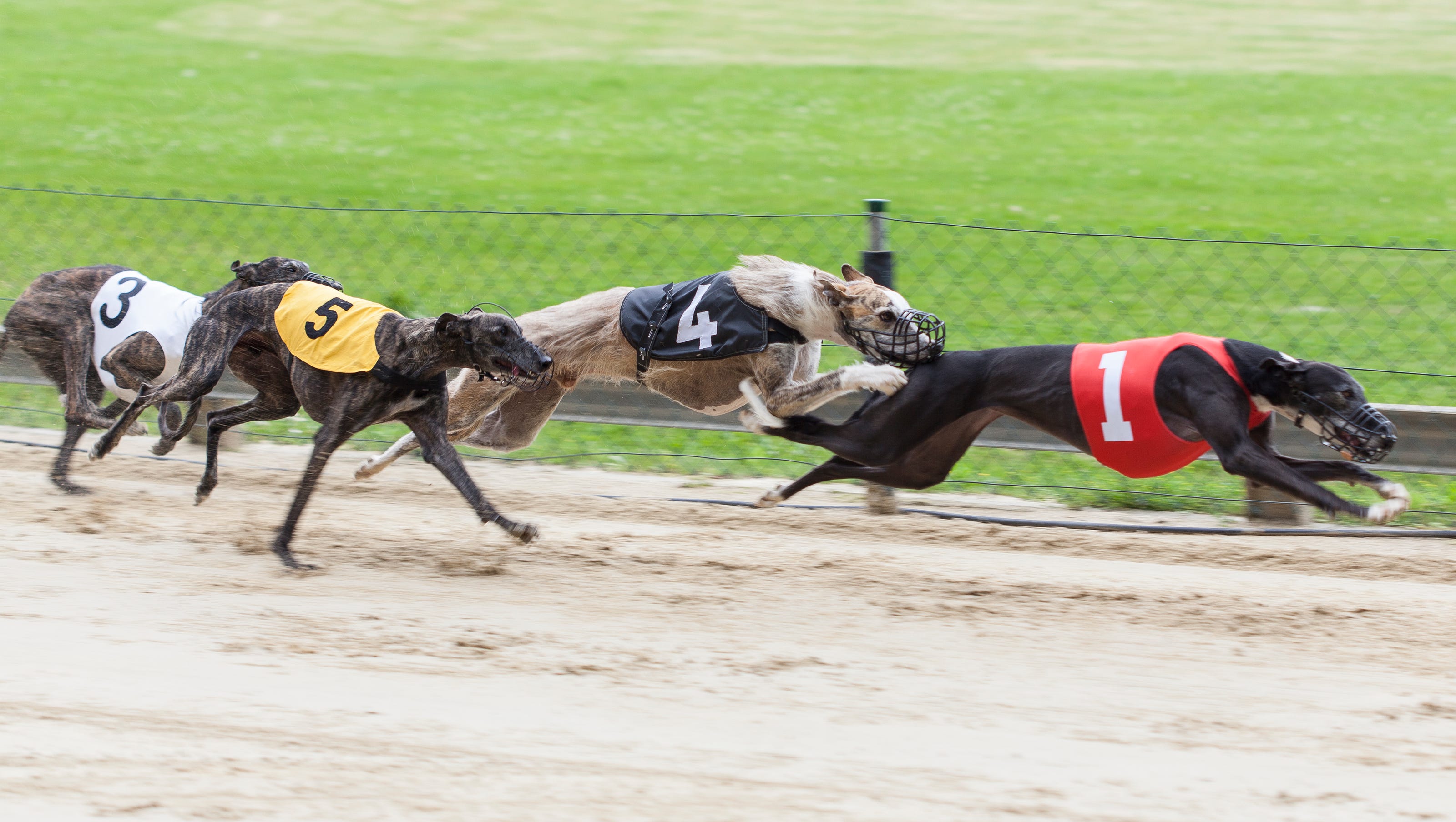 Tri State Dog Track Race Results 05