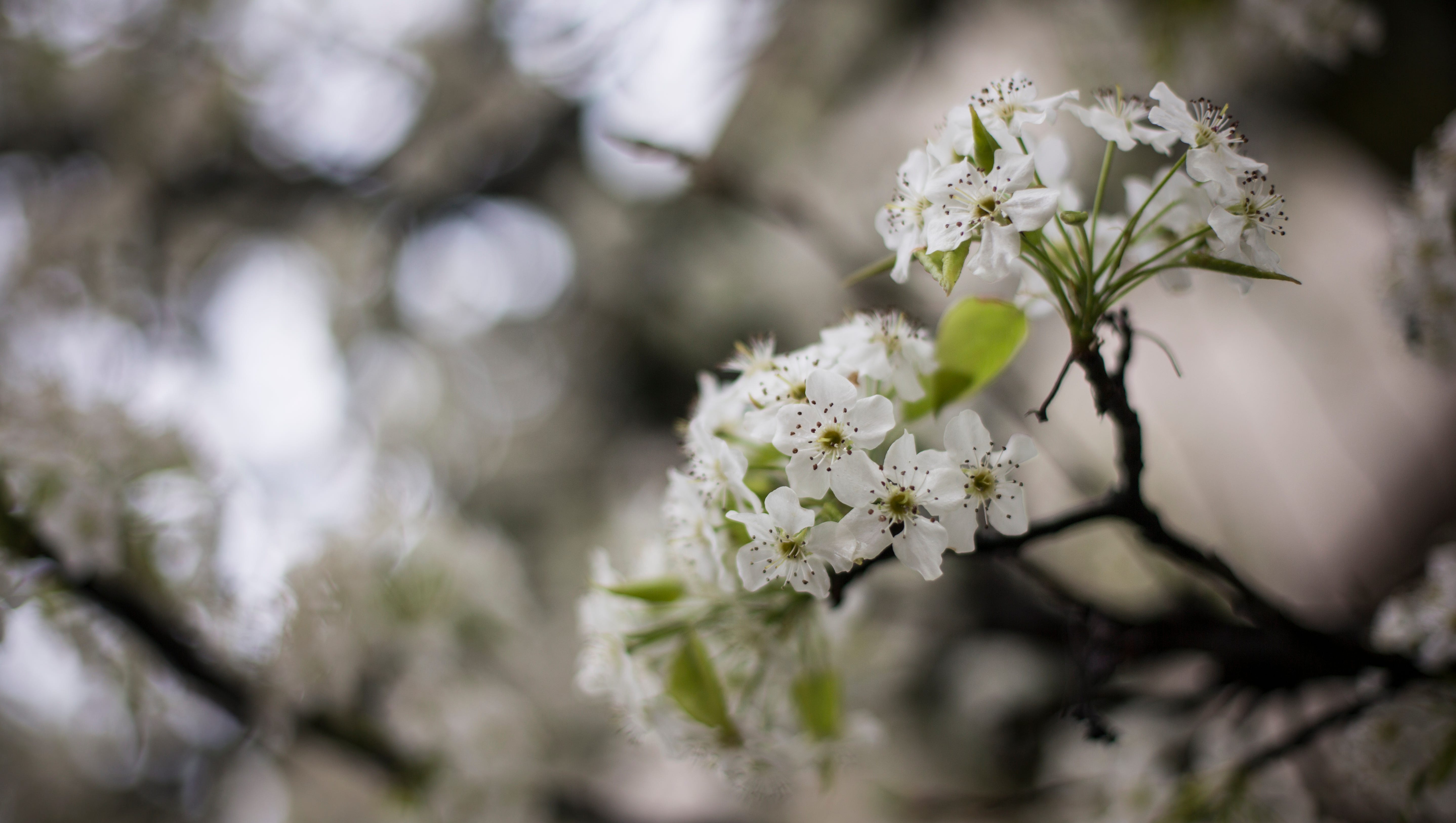 Bradford pears, the tree everyone loves to hate, means it's spring in Louisville